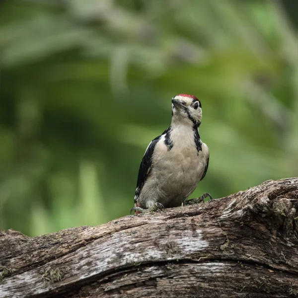 Mooie grote bonte specht vogel Dendrocopos Major op tre — Stockfoto