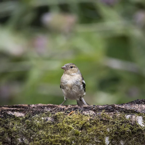 Juvenil Eurasiático Siskin pájaro Spinus Spinus en el tocón de árbol para — Foto de Stock