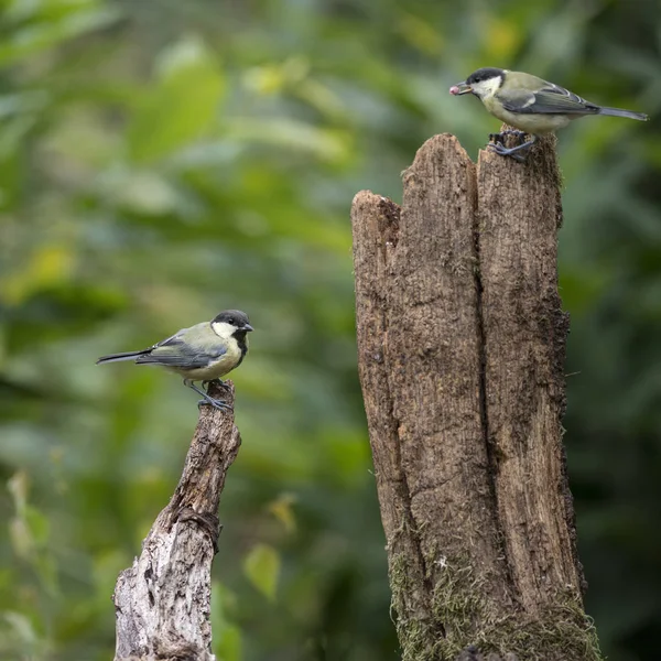 Beautiful Great Tit bird Parus Major on tree stump in forest lan — Stockfoto