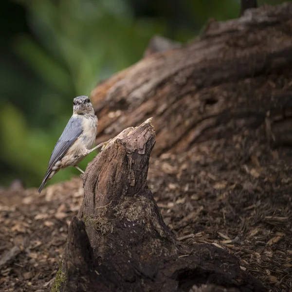 나무에 아름 다운 Nuthatch 새 Sitta Sittidae 숲 l에 그 루터 기 — 스톡 사진