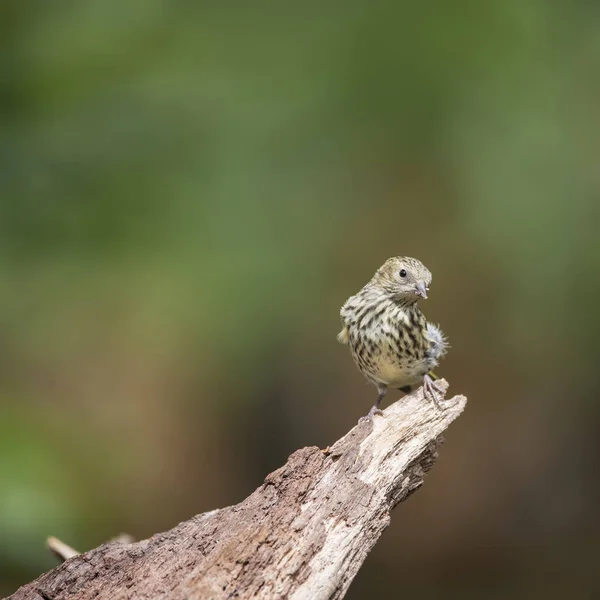 Vackra juvenil grönsiska fågel Spinus Spinus på trädet stubbe i fo — Stockfoto