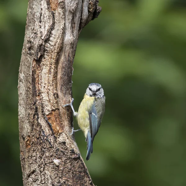 Gyönyörű kék cinege Cyanistes Caeruleus-fa erdei földeket — Stock Fotó