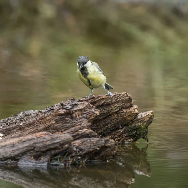 Beautiful Great Tit bird Parus Major on tree stump in forest lan — Stockfoto