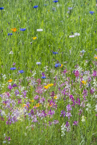 Beautiful vibrant landscape image of wildflower meadow in Summer — Stock Photo, Image
