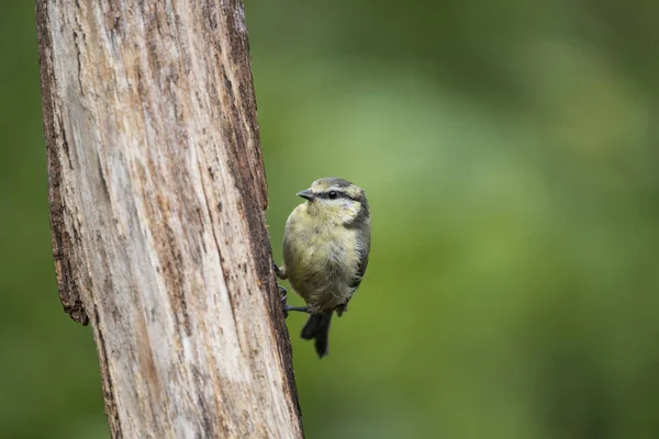 Belle Siskin oiseau Spinus Spinus sur souche d'arbre dans les terres forestières — Photo