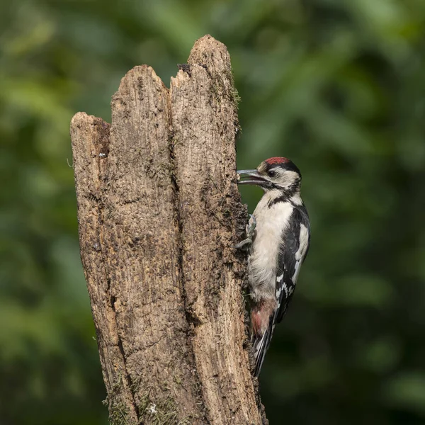 Pássaro de pica-pau manchado bonito Dendrocopos Major em tre — Fotografia de Stock