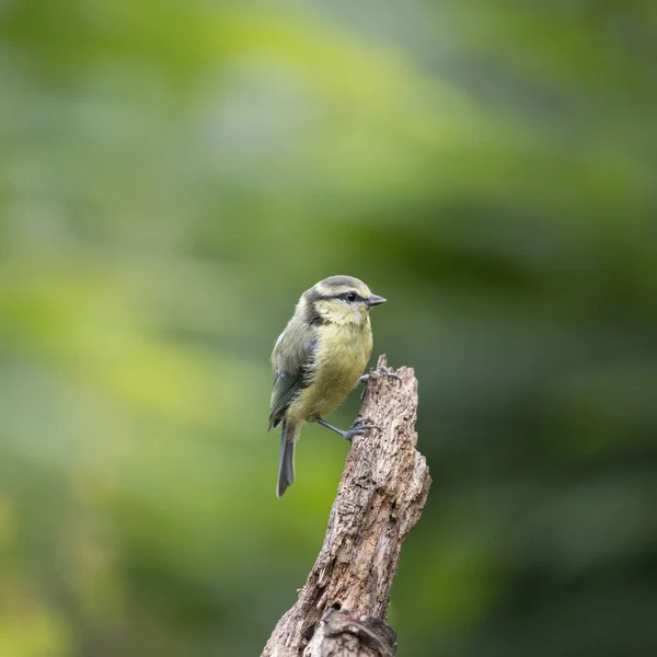 Linda Blue Tit Cyanistes Caeruleus na árvore em terras arborizadas — Fotografia de Stock