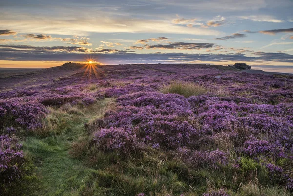 Stunning dawn sunrise landscape image of heather on Higger Tor i — Stock Photo, Image