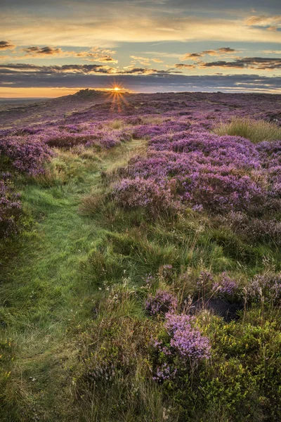 Stunning dawn sunrise landscape image of heather on Higger Tor i — Stock Photo, Image