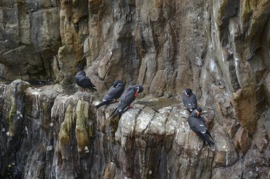 Doğal yaşam alanı e kayalarda halkalı Inca sumru kuşlarda portresi