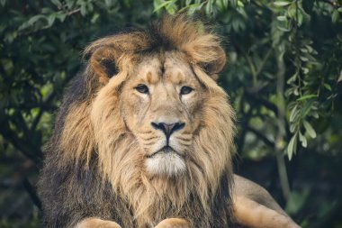 Asya aslanı Panthera Leo Persica güzel portresi