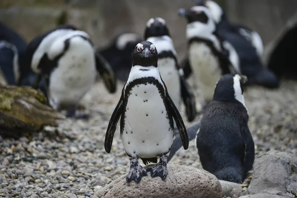 Doğal yaşam alanı kara Afrika penguen Spheniscus Demersus kuş
