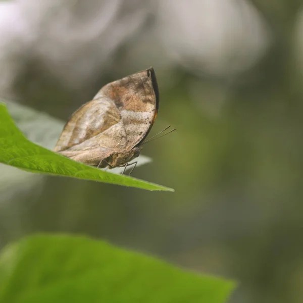 Piękny obraz martwy liść motyl Kallima Inachos na zielono — Zdjęcie stockowe