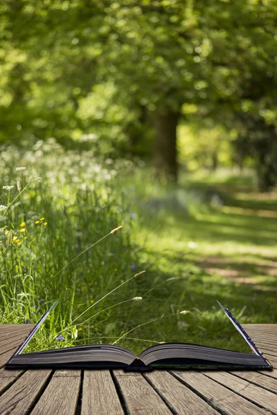 Mooie ondiepe diepte van veld verse landschap van Engelse bos — Stockfoto