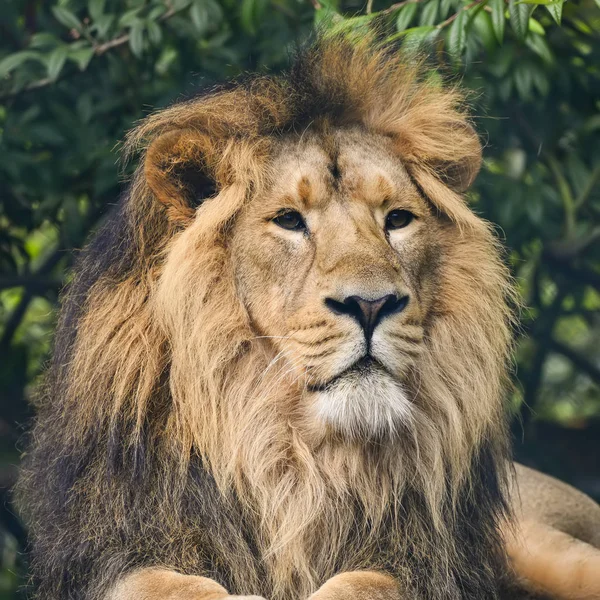 Beautiful portrait of Asiatic Lion Panthera Leo Persica — Stock Photo, Image