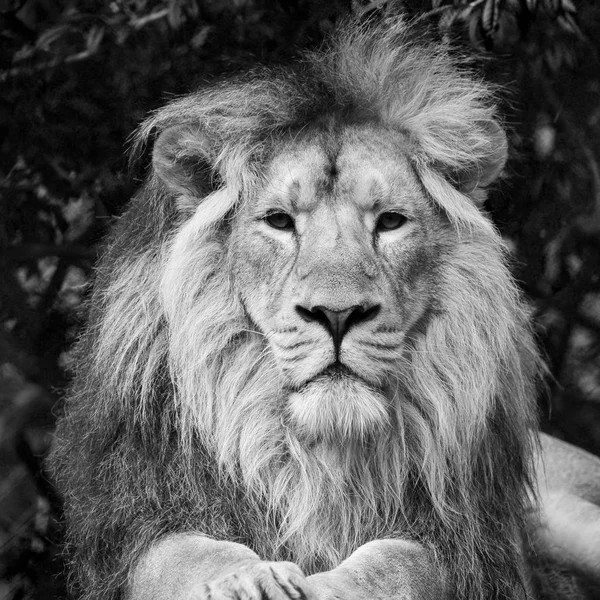 Beautiful portrait of Asiatic Lion Panthera Leo Persica in black — Stock Photo, Image