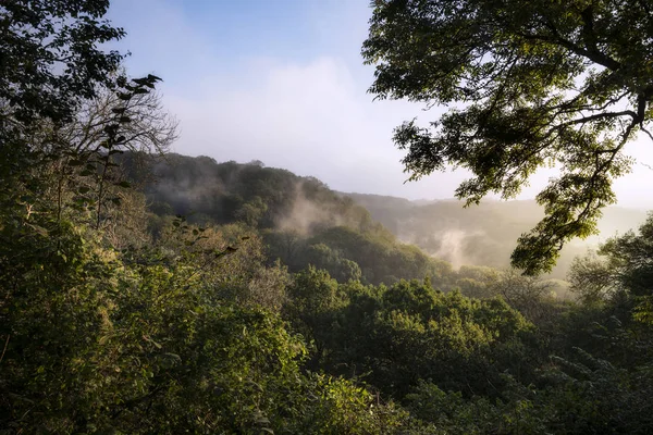 El sol del amanecer ardiendo de rocío en el paisaje forestal creando niebla entre — Foto de Stock