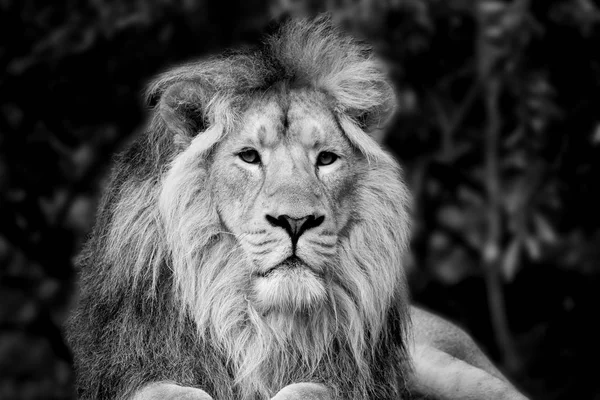 Belo retrato de leão asiático Panthera Leo Persica em preto — Fotografia de Stock