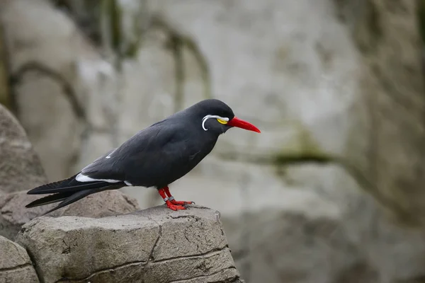 Portret van geringde vogels van de Incastern op rotsen in natuurlijke habitat e — Stockfoto