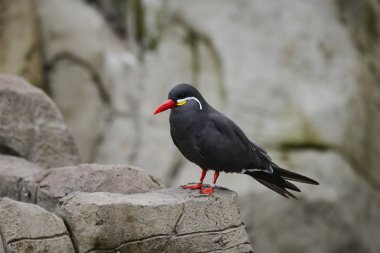 Doğal yaşam alanı e kayalarda halkalı Inca sumru kuşlarda portresi