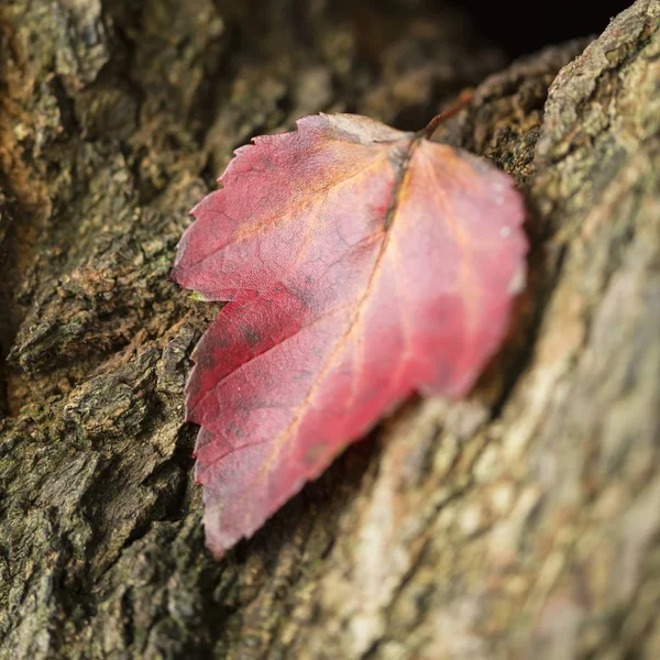 Hermosa profundidad superficial de campo macro imagen de otoño colorido —  Fotos de Stock