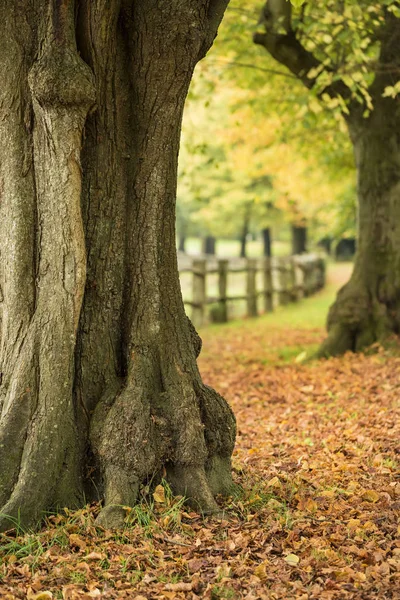 Imagen vibrante y colorida del paisaje otoñal de otoño en un denso bosque f — Foto de Stock