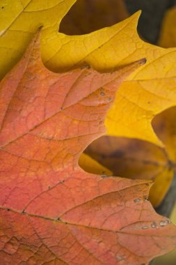 Alan makro görüntü renkli sonbaharın güzel sığ derinliği 