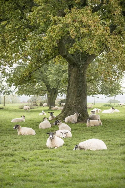 Овцы в сельском пейзаже осенью — стоковое фото