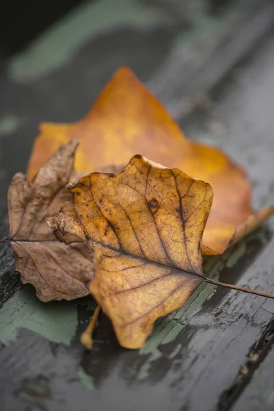 Piękny płytkiej głębi pola makro obraz kolorowy jesieni — Zdjęcie stockowe