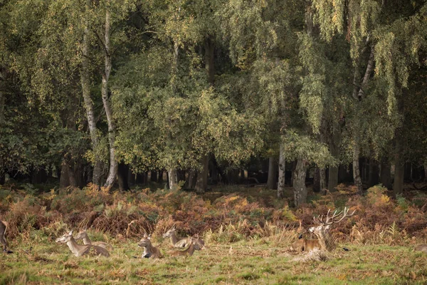 Høstlandskapsbilde av hjort cervus elaphus i skogsskog – stockfoto