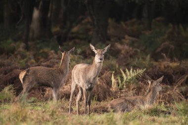 Kızıl geyik cervus elaphus orman ahşap sonbahar manzara görüntüsü