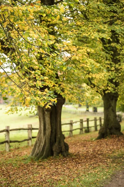 Imagen vibrante y colorida del paisaje otoñal de otoño en un denso bosque f — Foto de Stock