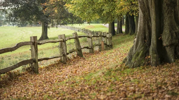 Lebendige bunte Herbst Herbst Landschaft Bild in dichten Wäldern — Stockfoto