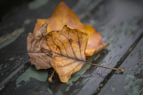 Hermosa profundidad superficial de campo macro imagen de otoño colorido —  Fotos de Stock