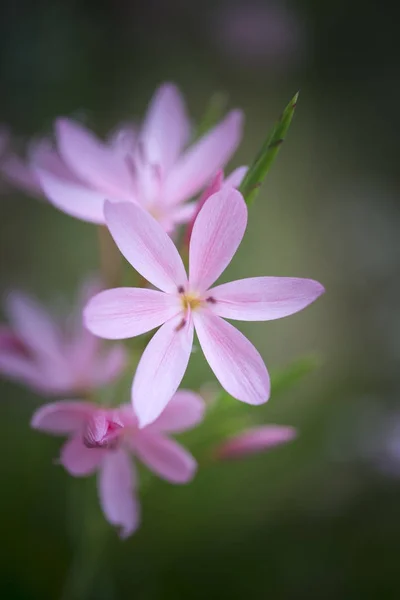 Vackra levande macro bild av Tulipa Turkestanica blomma i — Stockfoto