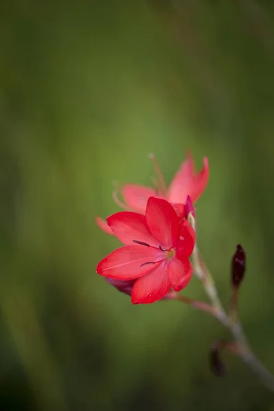 Schöne lebendige bunte Herbst Herbst Blume Makro-Bild — Stockfoto