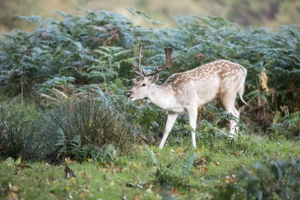Daňci jelena v barevné podzimní lesní krajina obrazu — Stock fotografie