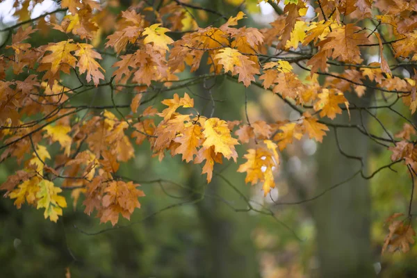 Hermosa profundidad superficial de campo macro imagen de otoño colorido — Foto de Stock