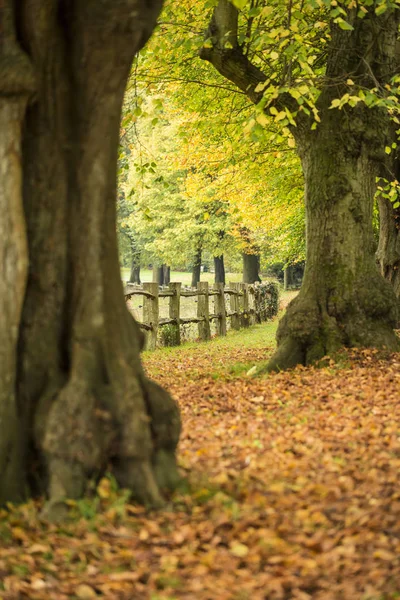 Remegő színes őszi őszi táj kép sűrű erdei f. — Stock Fotó