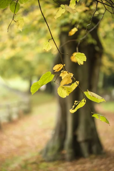 Ζωντανή πολύχρωμο φθινόπωρο φθινόπωρο εικόνα του τοπίου στο πυκνό δάσος στ — Φωτογραφία Αρχείου