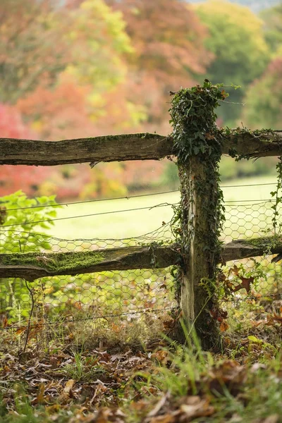 Imagen vibrante y colorida del paisaje otoñal de otoño en un denso bosque f —  Fotos de Stock
