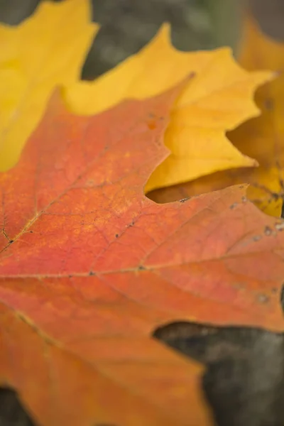 Красивая мелкая глубина поля макро изображение красочной осени — стоковое фото