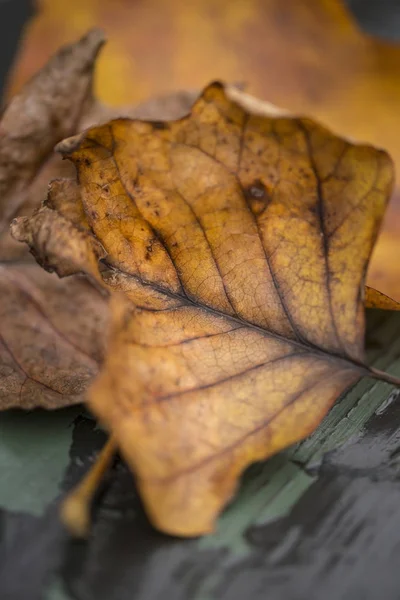 Hermosa profundidad superficial de campo macro imagen de otoño colorido —  Fotos de Stock