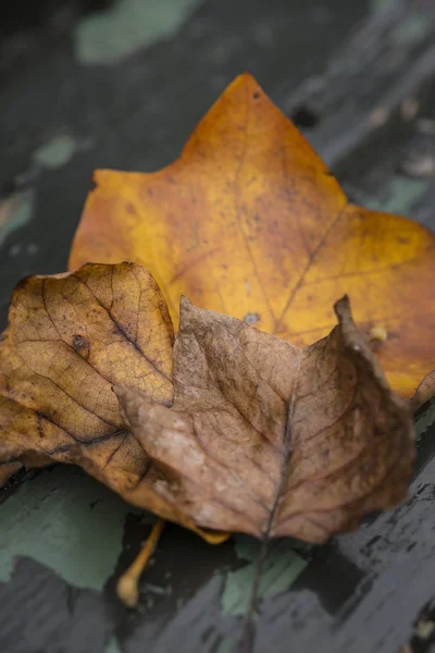 Bella profondità superficiale di campo macro immagine di autunno colorato — Foto Stock