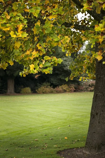 Levendige kleurrijke herfst herfst landschap afbeelding in dichte bossen f — Stockfoto