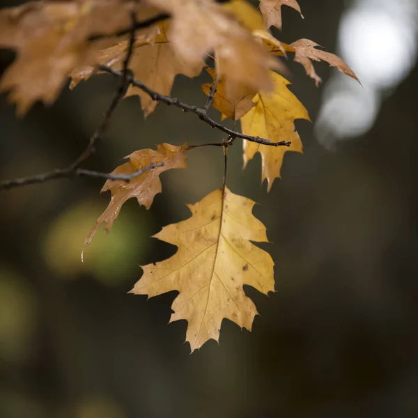 Vackra grunt djup av fältet macro bild av färgglada hösten — Stockfoto