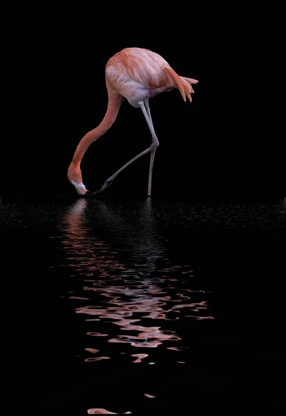 Imagem bonita do Caribe Flamingo Phoenicopterus Ruber refle — Fotografia de Stock