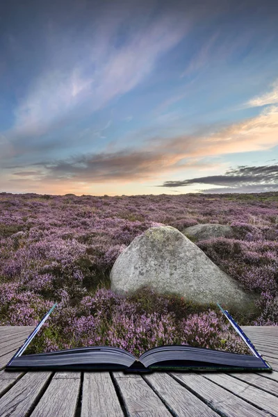 Stunning dawn sunrise landscape image of heather on Higger Tor i — Stock Photo, Image