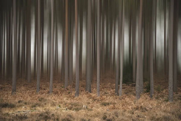 Künstlerischer Verwischungseffekt auf Kiefer Wald Herbst Herbst lan angewendet — Stockfoto