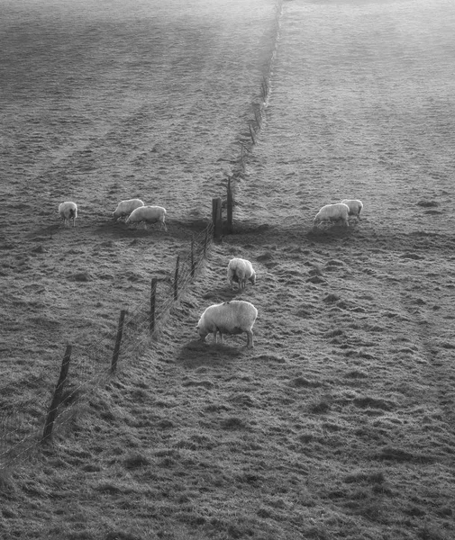 black and white Sheep grazing in landscape during glowing vibran